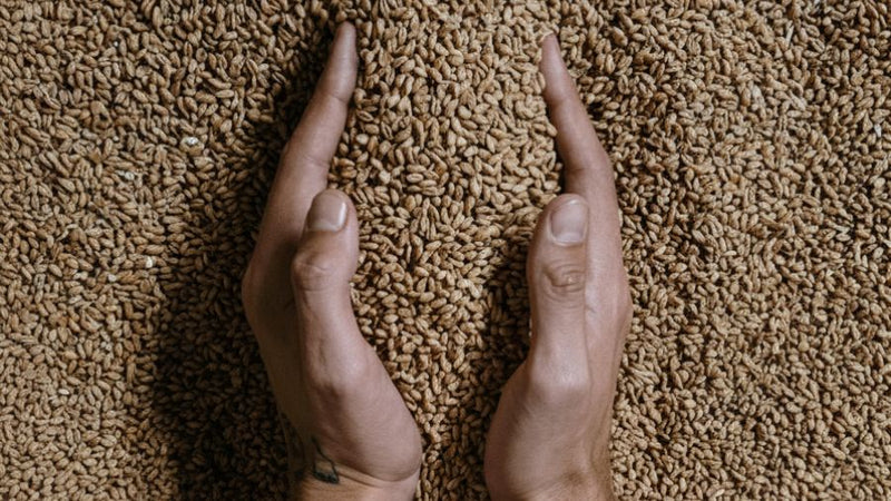 Les six étapes pour transformer l'orge en bière d'exception