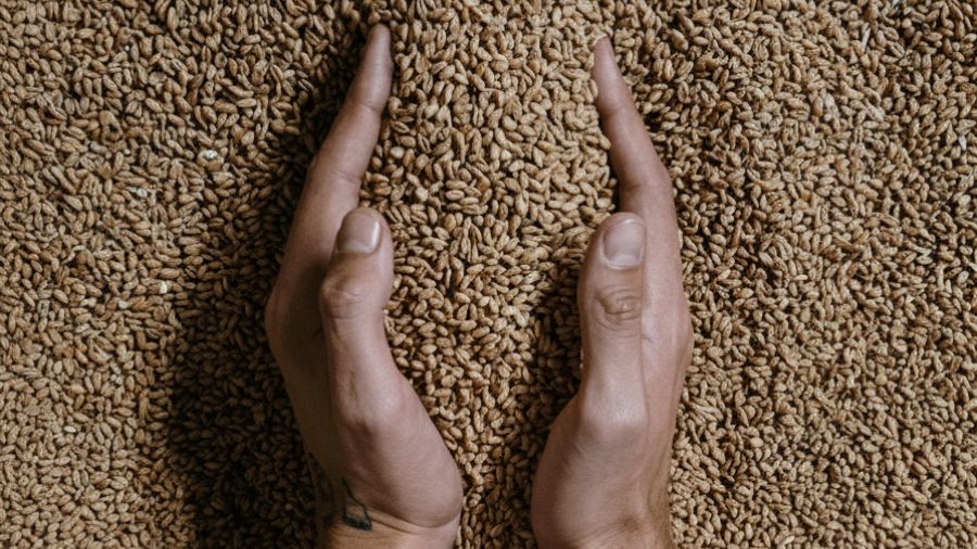 Les six étapes pour transformer l'orge en bière d'exception